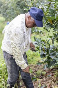 Vertical shot of a farmer working in the avocado plantation