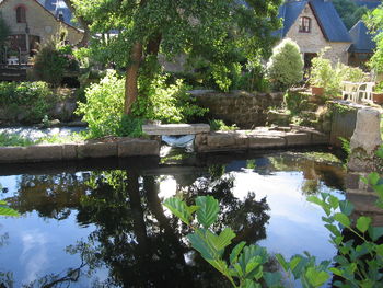 Reflection of trees and plants in lake