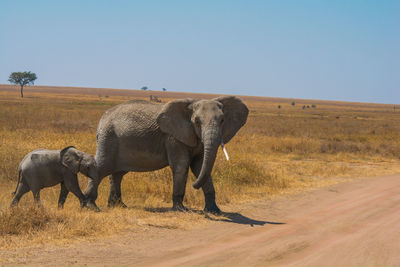 Elephant walking on road against clear blue sky