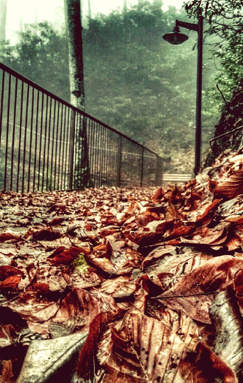 leaf, autumn, dry, change, metal, season, leaves, tree, day, fence, fallen, tree trunk, outdoors, nature, no people, close-up, protection, safety, sunlight, metal grate