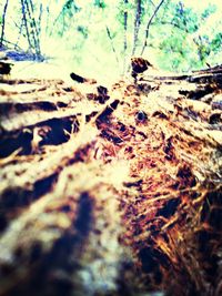 Trees in forest