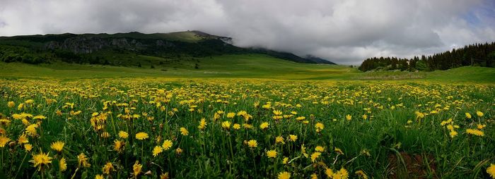 Scenic view of flowering field against cloudy sky