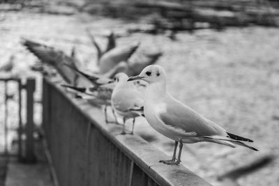 Seagull perching on a bird