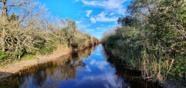 Reflection of trees in river against sky