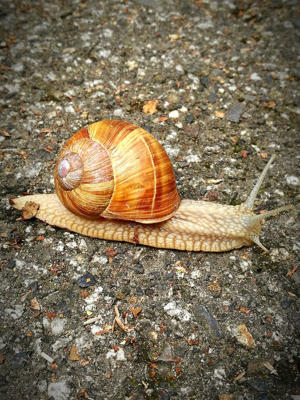 animal themes, snail, one animal, close-up, animal shell, outdoors, surface level, day, zoology, tranquility, no people, footpath