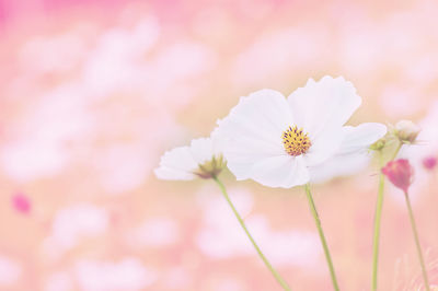 Close-up of white cherry blossoms