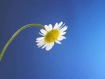 Close-up of white daisy against blue sky