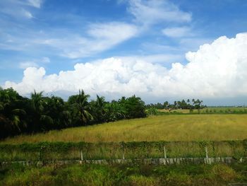 Scenic view of agricultural field against sky