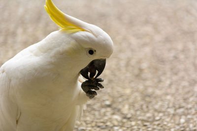 Close-up of bird perching outdoors