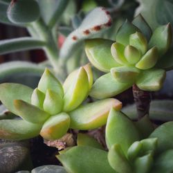 Close-up of succulent plant