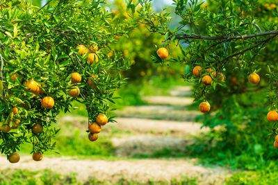 Fruits growing on tree