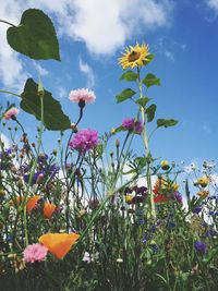 Low angle view of flowers blooming against sky