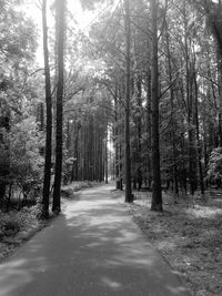 View of trees in forest