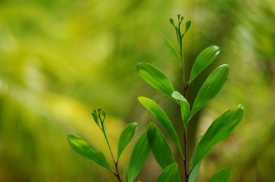 Close-up of plant