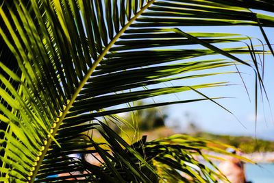 Close-up of palm leaves