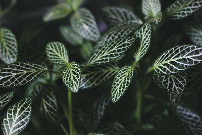 Close-up of green leaves