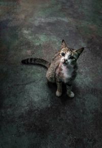 Portrait of cat sitting on floor