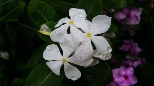 Close-up of wet white flowers blooming outdoors