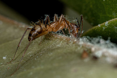 Close-up of insect