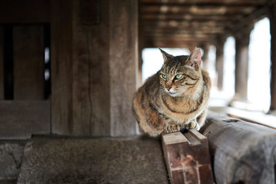 Cat sitting on wooden log looking away