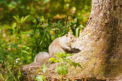 Squirrel on tree trunk