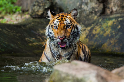 Portrait of a tiger in a zoo