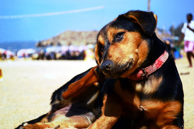 Close-up of dog looking away