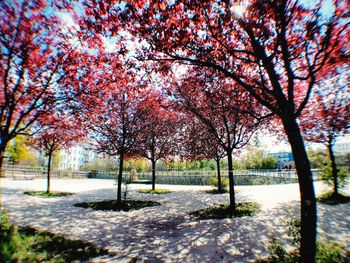 Red trees in mauerpark during autumn
