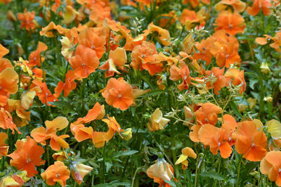 Close-up of orange flowering plants on field