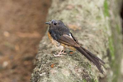 Close-up of bird perching on rock