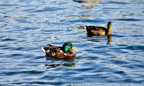 Duck swimming in a lake