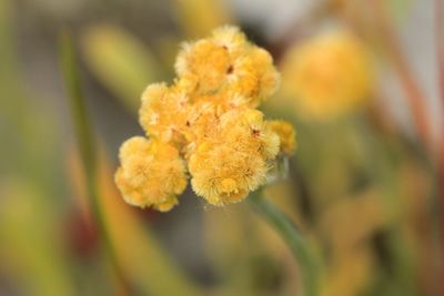 Close-up of yellow flowering plant