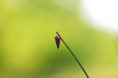 Close-up of insect on leaf