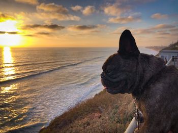 Dog looking at sea shore against sky during sunset