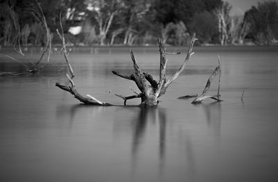 Bare tree in lake