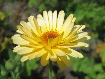 Close-up of yellow flower