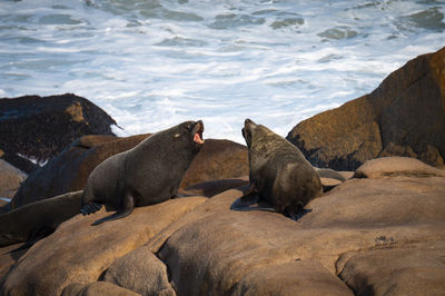 View of two horses in sea