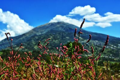 Close-up of plants against sky