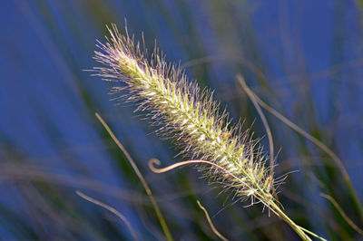 Close-up of stalks plant growing outdoors