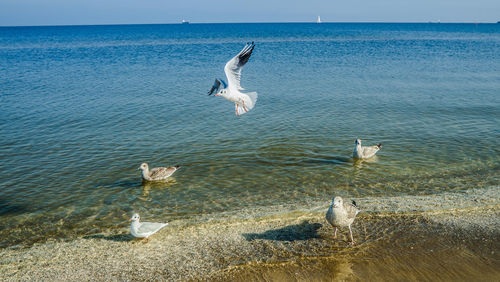 Seagulls flying over sea