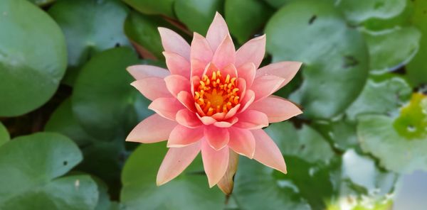 Close-up of pink flower