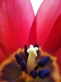 Macro shot of purple flowering plant