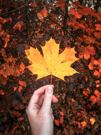 Cropped hand holding autumn leaf