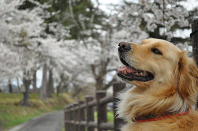 Dog looking away against trees