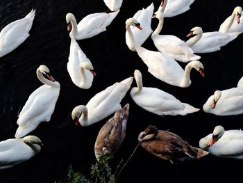 Birds swimming in lake