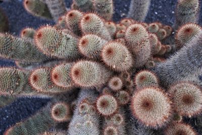 Full frame shot of succulent plant