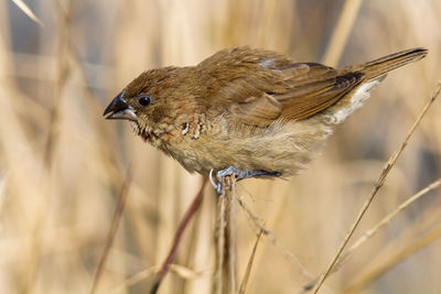 Close-up of a bird