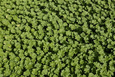 Full frame shot of leaves on field