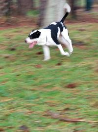 Side view of two dogs running