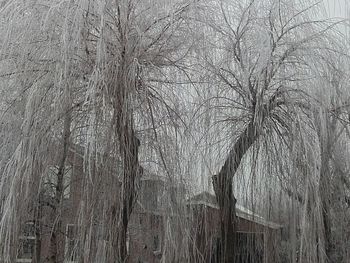 Close-up of trees against sky